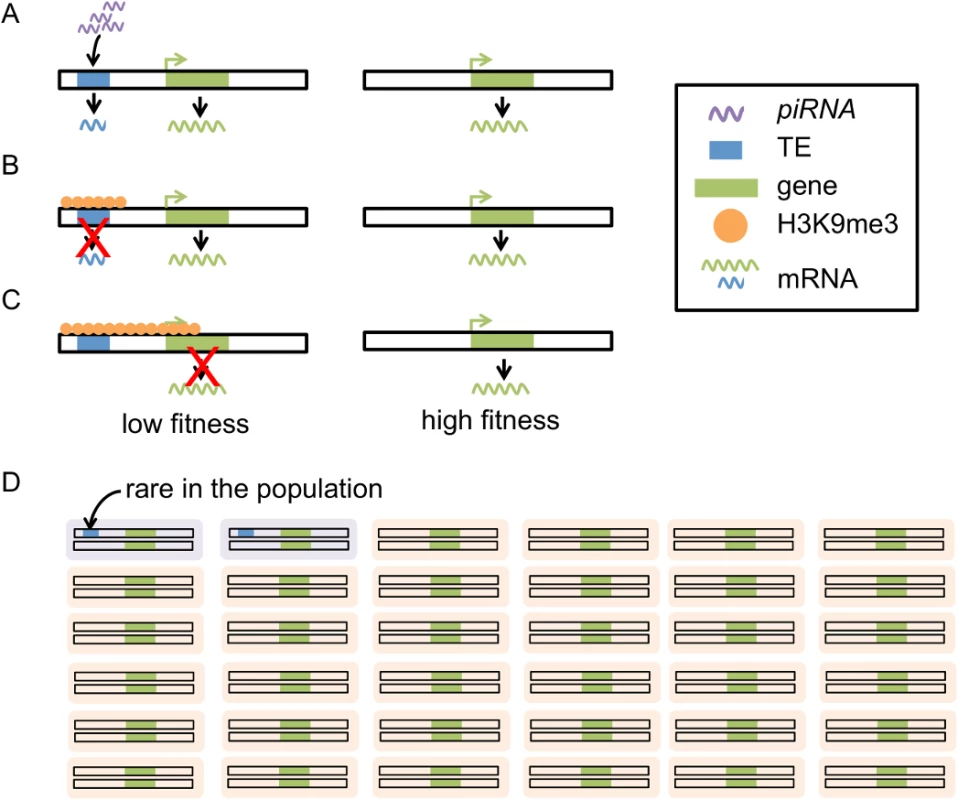 Proposed model for the evolutionary impacts of <i>piRNA-</i>mediated epigenetic silencing of TEs.