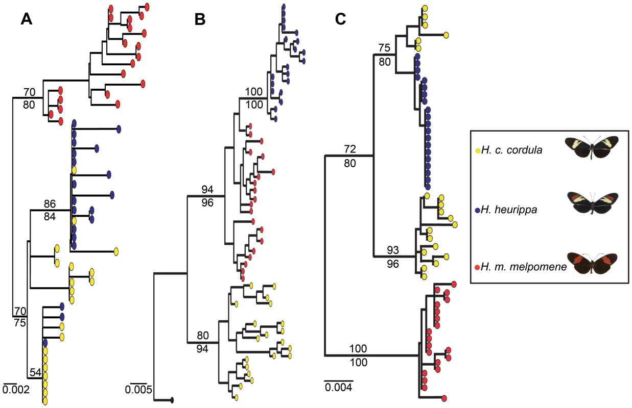 Gene genealogies for 3′ <i>kinesin</i> and its flanking regions.