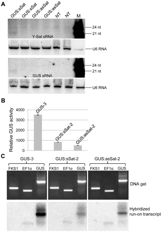 The 35S-GUS:Sat transgene is transcriptionally repressed.