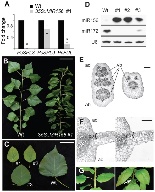 The phenotype of <i>35S::MIR156 P. x canadensis</i> plants.