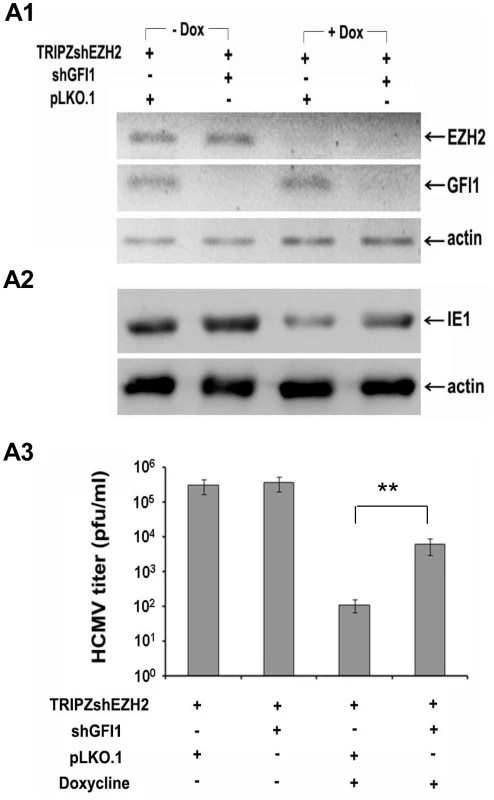 The knockdown of GFI1 partially rescues the ability of HCMV to infect HFF cells in which EZH2 was knocked down.