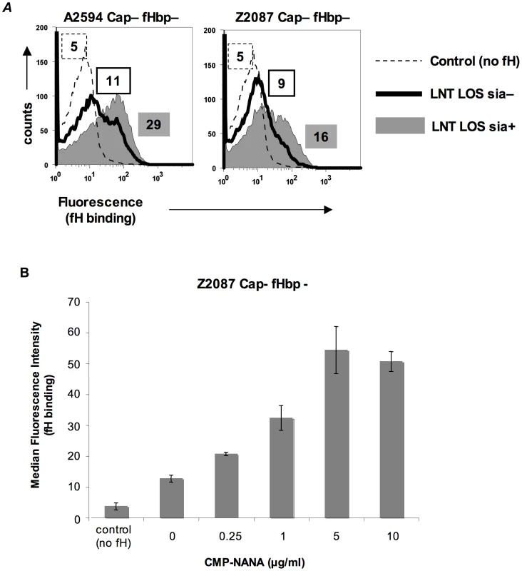 Sialylation of lacto-N-neotetraose (LNT) LOS enhances binding of fH to fHbp-negative meningococci.