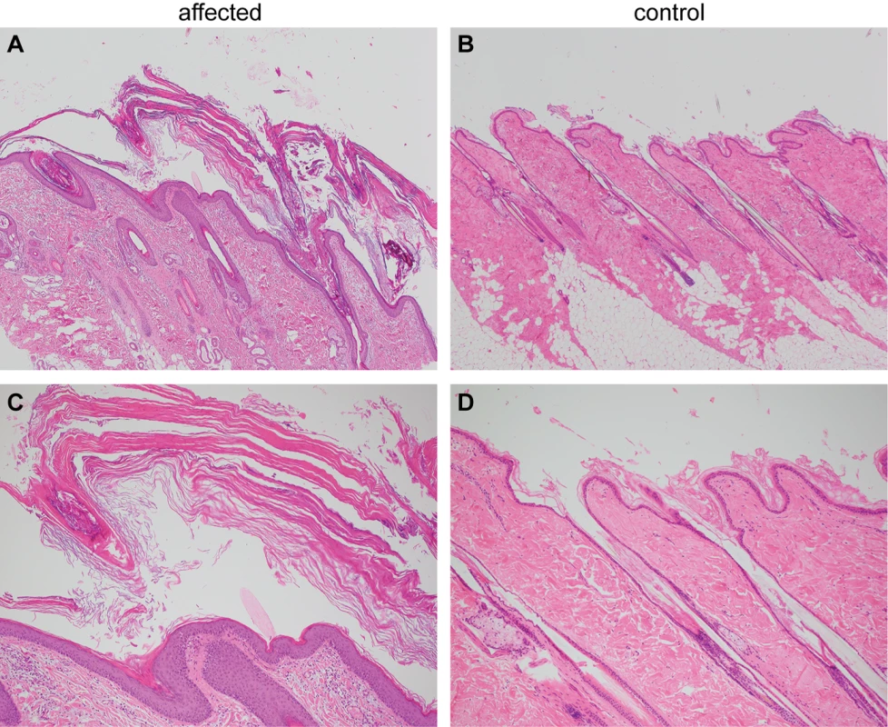 Histopathological findings in skin of the ichthyotic dog and a control dog.