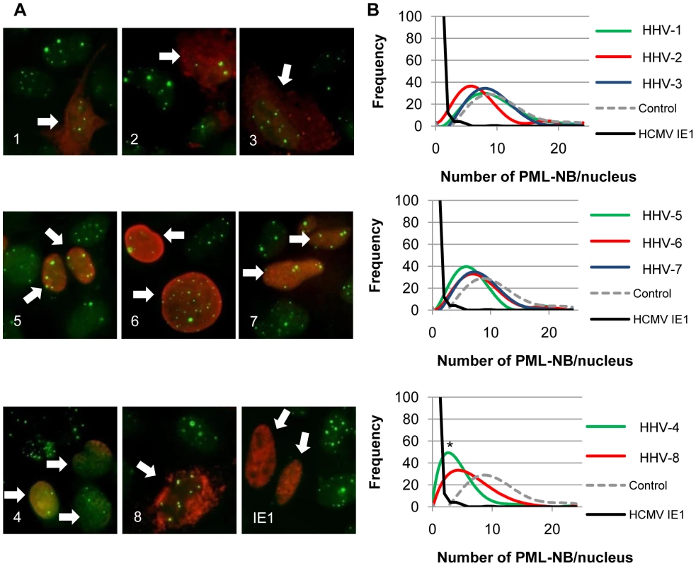 The CHPKs show minor effects on the numbers of PML-NBs per cell.