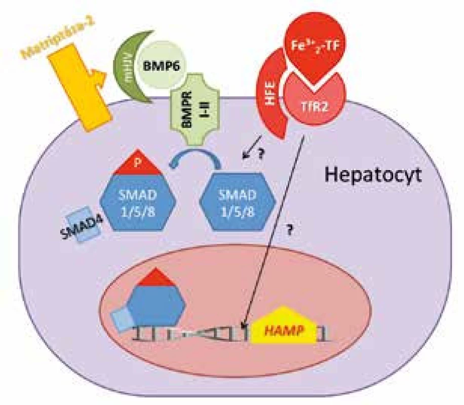 Schéma řízení exprese HAMP genu v hepatocytech. BMP6 po vazbě na BMP receptor (BMPR I-II) a membránový hemojuvelin (mHJV) stimuluje SMAD signální dráhu a expresi hepcidinu. Matriptáza-2 brání nadměrné expresi hepcidinu tím, že štěpí mHJV a vypíná tak BMP6/SMAD signální dráhu. Zvýšená hladina holotransferinu (Fe&lt;sup&gt;3+&lt;/sup&gt;&lt;sub&gt;2&lt;/sub&gt;TF) stabilizuje transferinový receptor 2 (TfR&lt;sub&gt;2&lt;/sub&gt;) a v komplexu s HFE zvyšuje expresi HAMP. Detaily přenosu tohoto signálu nejsou známé (v obrázku označené otazníkem).