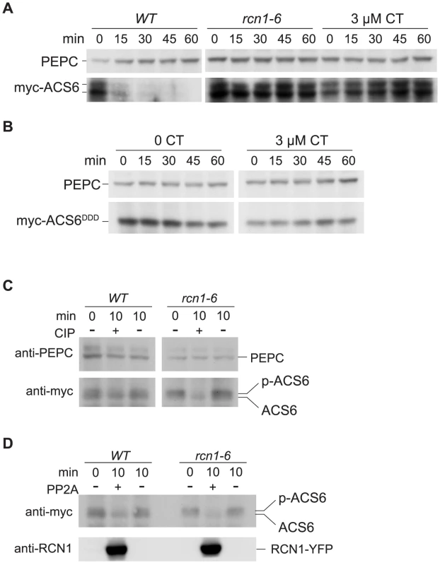 PP2A inhibition stabilizes ACS6 protein.