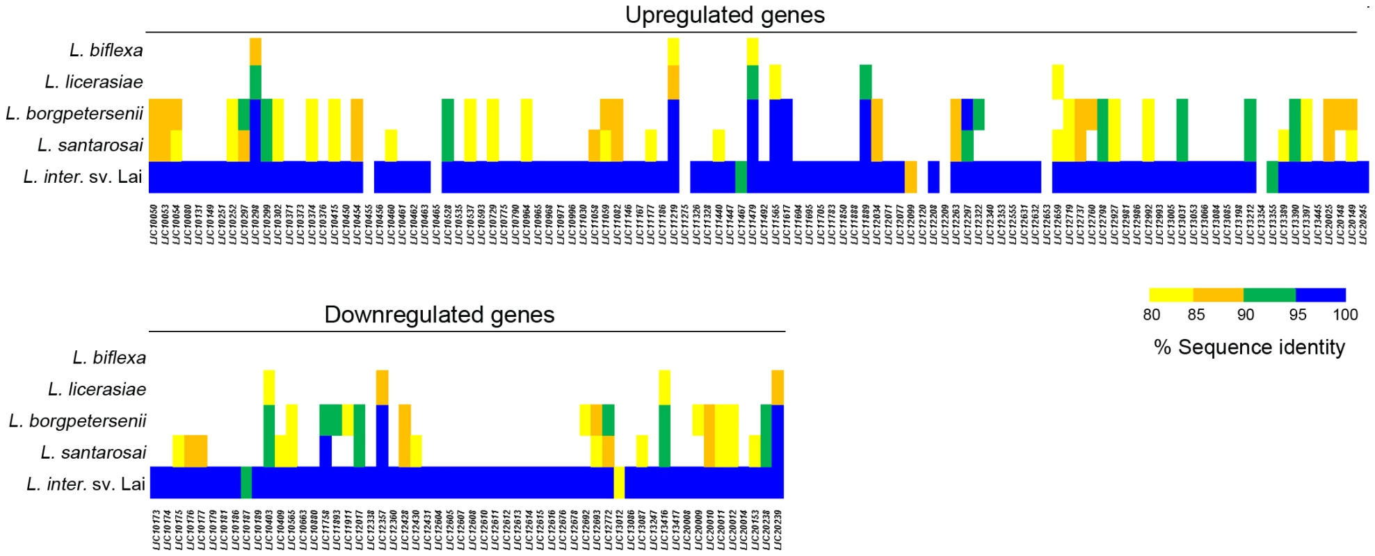 Functional categories of genes differentially-expressed by <i>L. interrogans</i> sv Copenhageni strain Fiocruz L1-130 within DMCs.