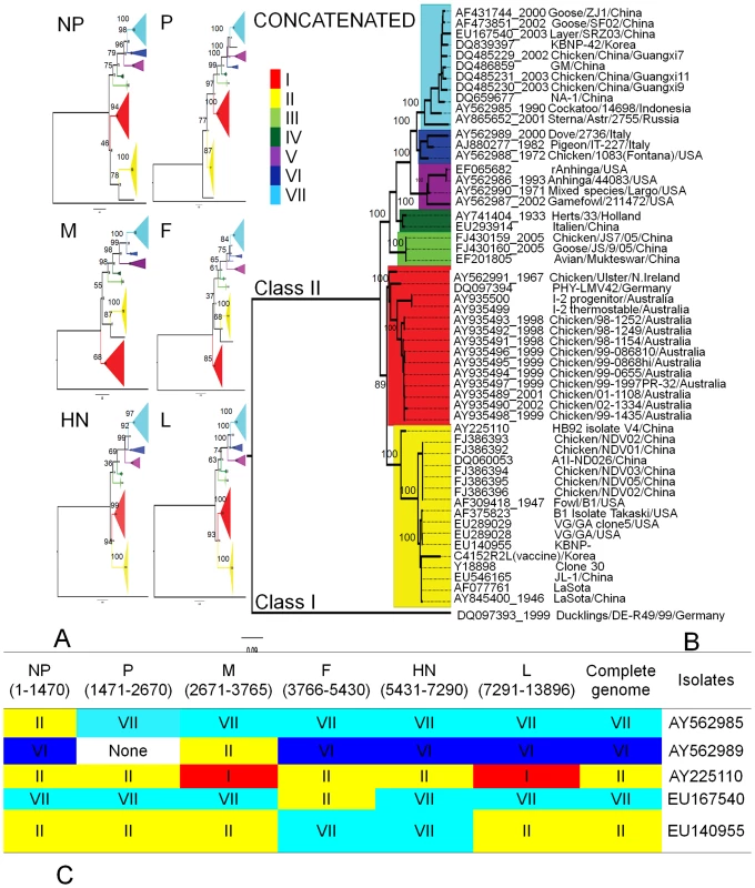 Maximum likelihood trees showing phylogenetic relationships among different genotypes.