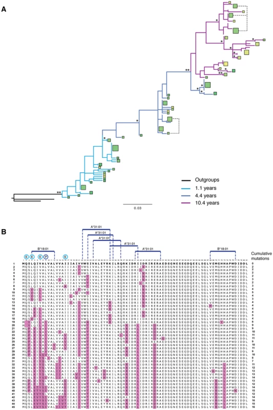 T cell epitopes and variation. Full analysis of the Vpu repertoire of one infected individual.