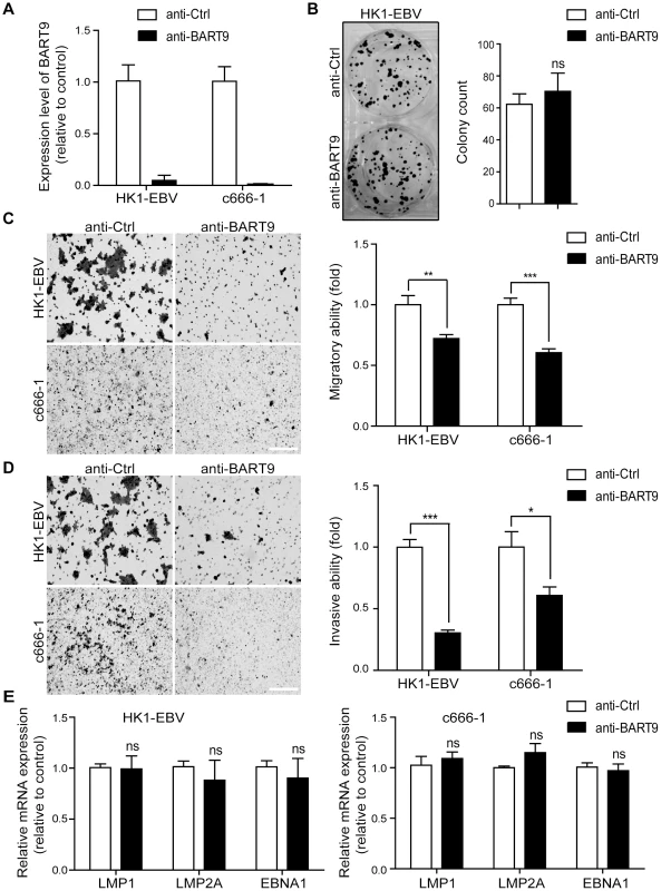 Depletion of endogenous miR-BART9 suppresses the migration and invasiveness of EBV-positive NPC cells.