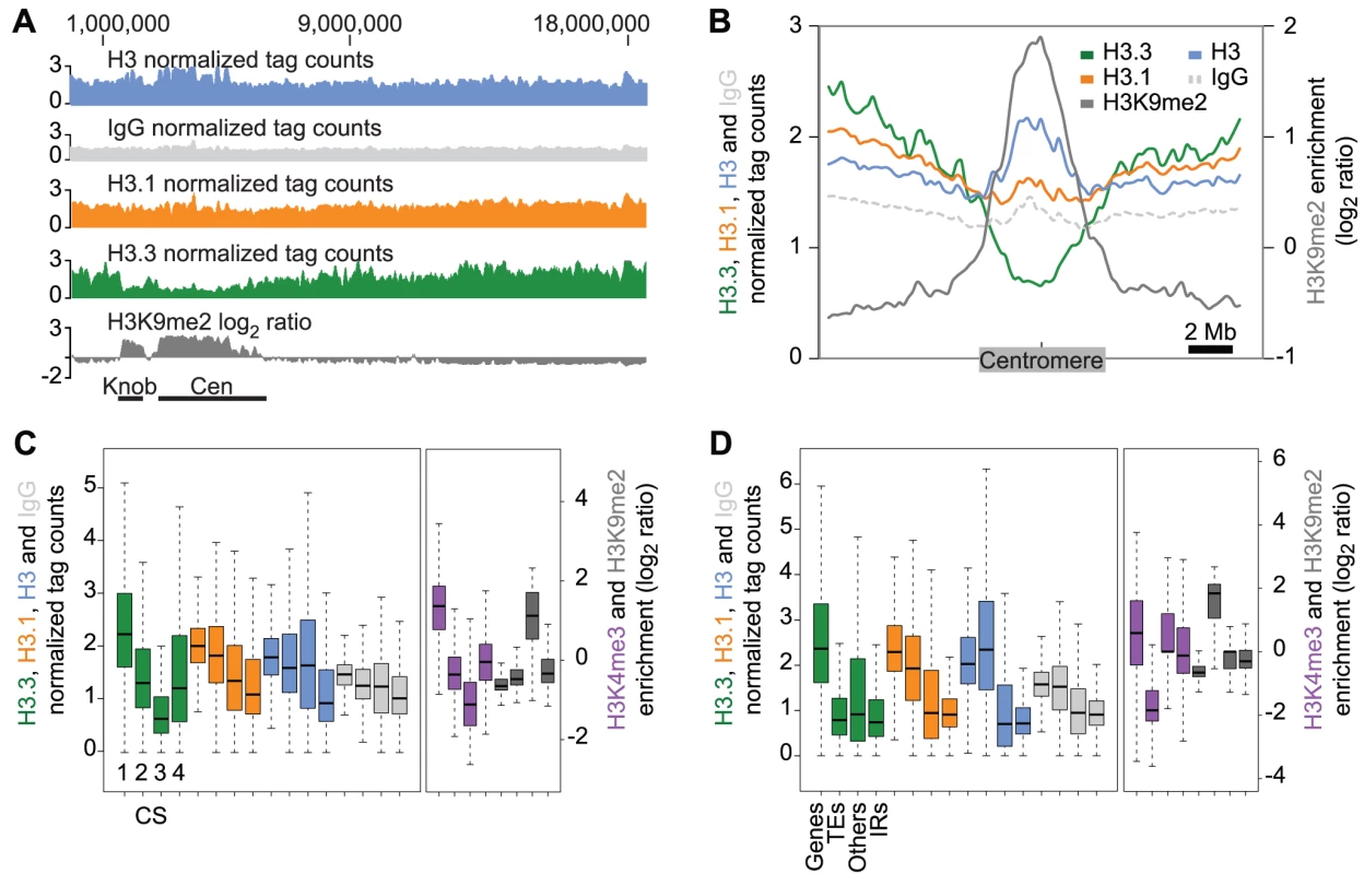 Genomic distribution of H3.3 and H3.1 enrichment over distinct chromatin states and genomic features.