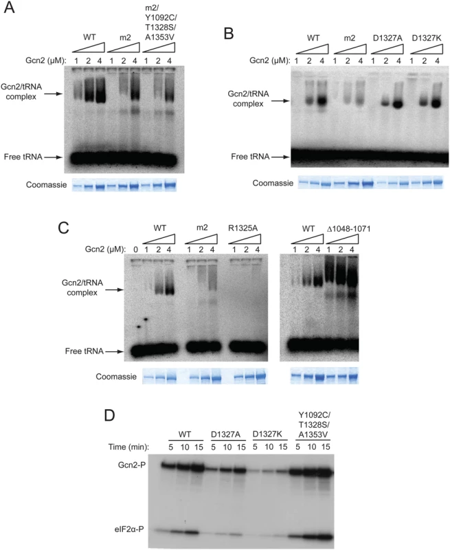 A subset of Gcn<sup>-</sup> substitutions of conserved surface-exposed residues in the HisRS domain impair kinase activity but not tRNA binding by purified Gcn2 in vitro.