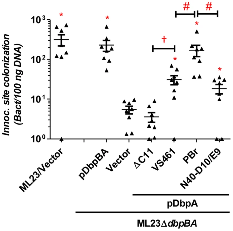 DbpA variants promote distinct <i>B. burgdorferi</i> inoculation site colonization during early infection.
