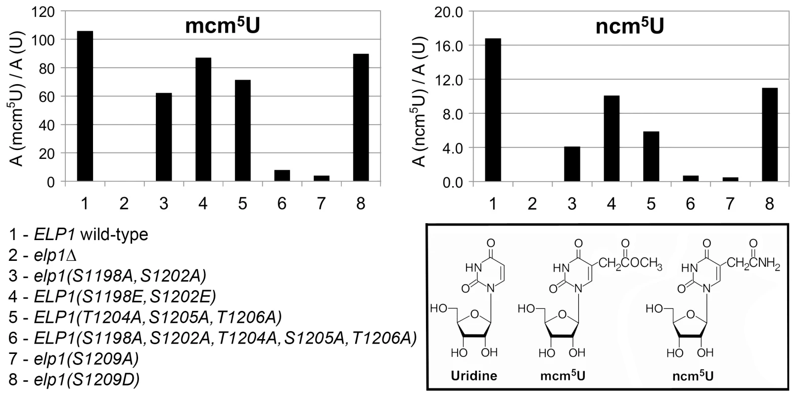 Quantitation of modified U34 nucleosides in tRNA from selected <i>elp1</i> mutants.