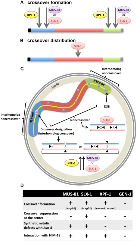 Interplay between structure-specific endonucleases for crossover control.