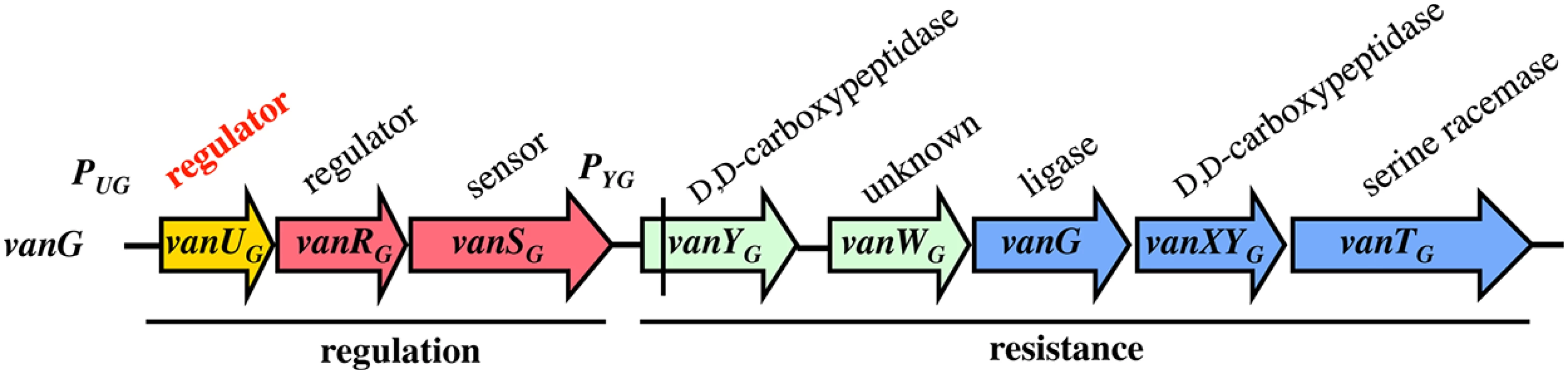 Schematic representation of the <i>vanG</i> operon.