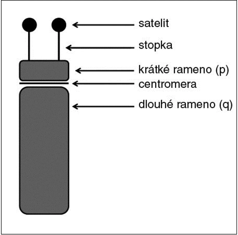 Schéma stavby akrocentrického chromozomu