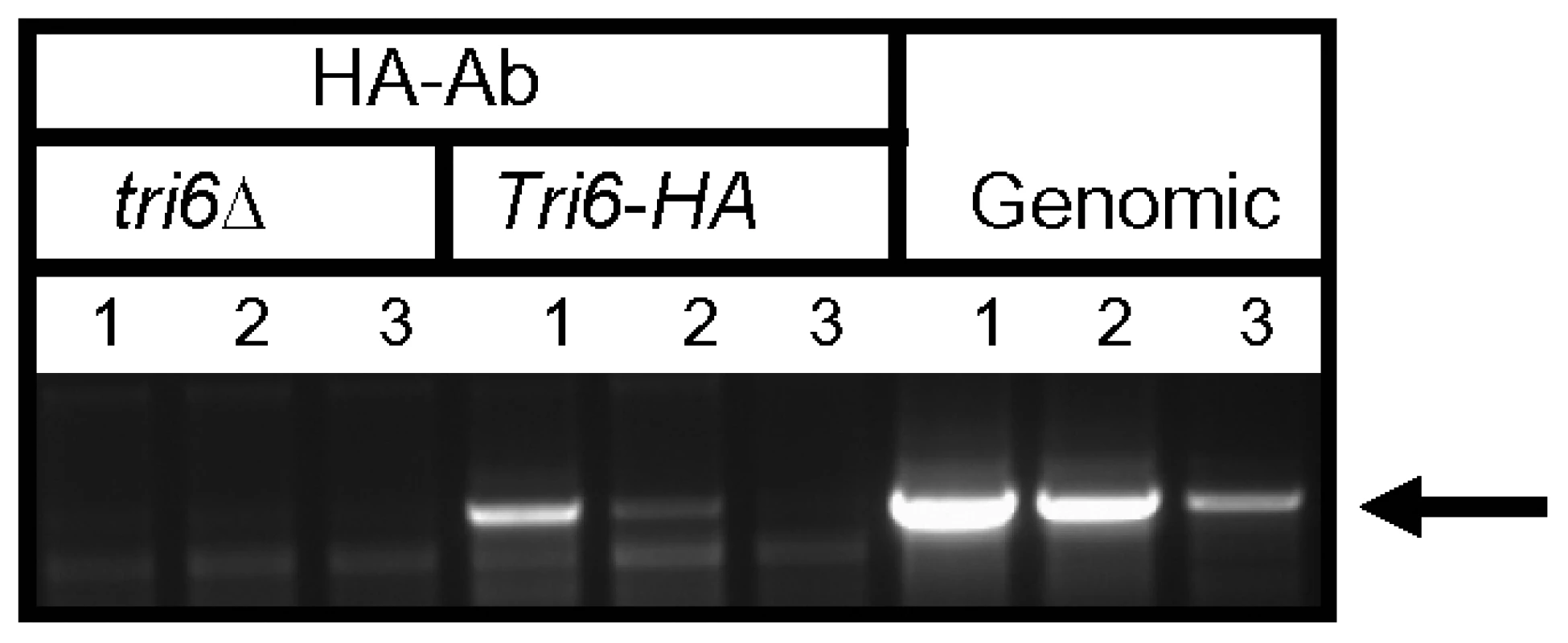 Tri6 binds to its cognate promoter <i>in vivo</i>.