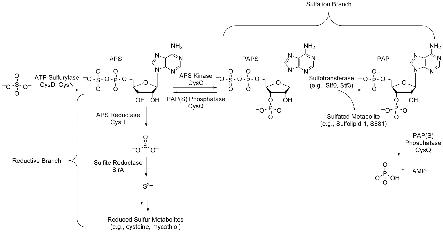 The sulfate assimilation pathway of <i>Mtb</i>.