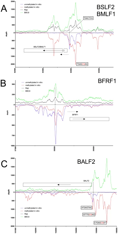 Identification of methylation-dependent Zta binding to selected viral promoter elements <i>in vivo</i> and <i>in vitro</i>.