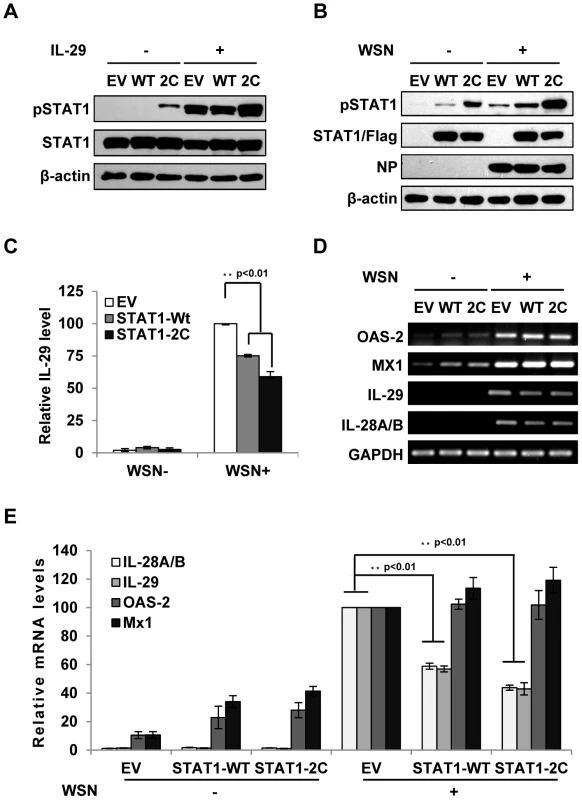 Forced activation of STAT1 causes a significant decrease in IFN-λ expression during IAV infection.