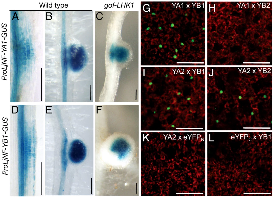 Spatial expression patterns of <i>LjNF-YA1</i> and <i>LjNF-YB1</i> during root nodule organogenesis and their protein interactions <i>in planta</i>.
