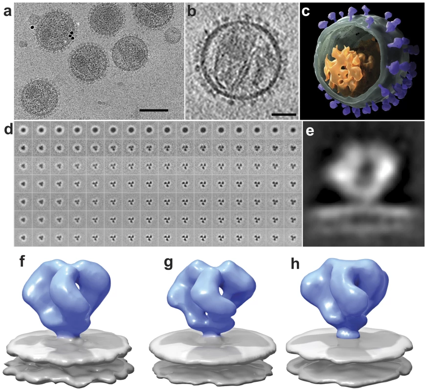 Cryo-electron tomography and molecular architecture of trimeric SIV Env.