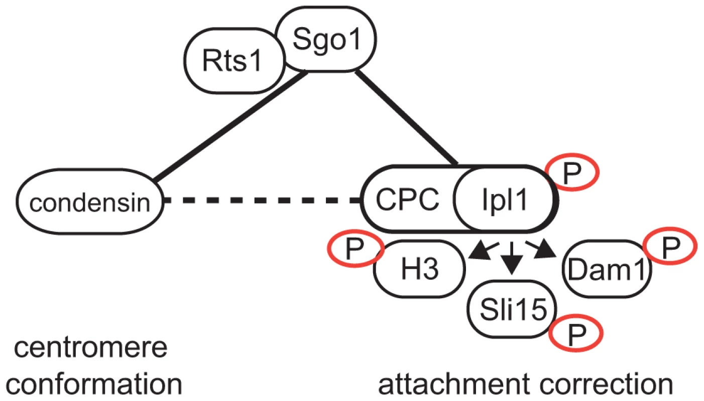 Model of Sgo1 function during establishment of biorientation.