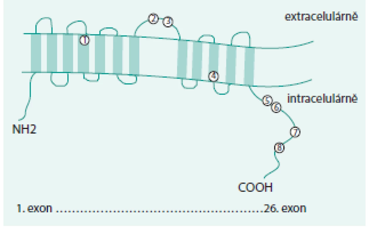 SLC12A3 transmembránový protein se zobrazenými nalezenými missense mutacemi