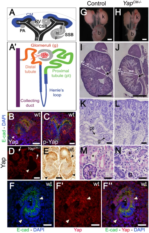 <i>Yap</i> is required for kidney development.