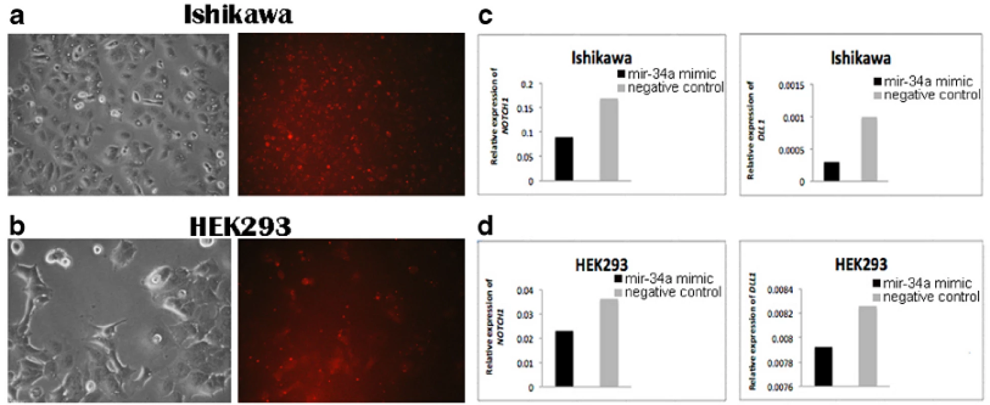 Detection of &lt;m&gt;NOTCH1&lt;/m&gt; and &lt;m&gt;DLL1&lt;/m&gt; expression in transfected Ishikawa and HEK293 cell lines. BLOCK-iT Alexa Fluor red fluorescent and mir-34a mimic transfection in (&lt;b&gt;a&lt;/b&gt;) Ishikawa cells and (&lt;b&gt;b&lt;/b&gt;) HEK293 cells. The photos were taken 24 h after transfection corresponding to morphology of cells (left) and BLOCK-iT Alexa Fluor red fluorescent (right). &lt;b&gt;c&lt;/b&gt; The level of &lt;m&gt;NOTCH1&lt;/m&gt; and &lt;m&gt;DLL1&lt;/m&gt; expression in Ishikawa cells 48 h after transfection with mir-34a mimic compared with the negative control. &lt;b&gt;d&lt;/b&gt; The level of &lt;m&gt;NOTCH1&lt;/m&gt; and &lt;m&gt;DLL1&lt;/m&gt; expression in HEK293 cells 48 h after transfection with mir-34a mimic compared with the negative control