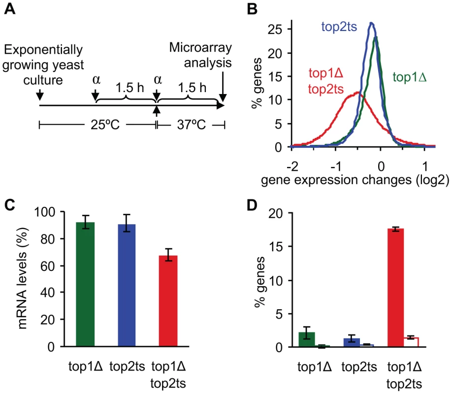 Global reduction in mRNA levels occurs due to lack of topoisomerases I and II.