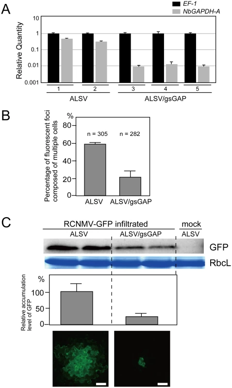 Multiplication of RCNMV is inhibited in <i>NbGAPDH-A</i>-silenced <i>N. benthamiana</i> leaves.