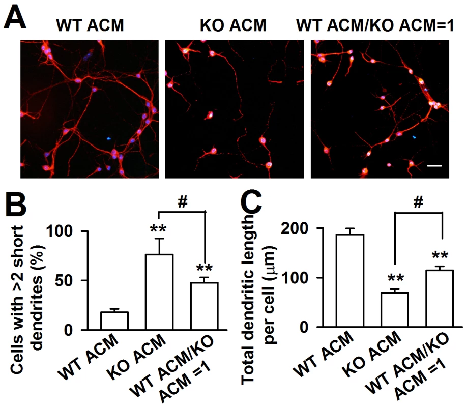<i>Fmr1</i> KO ACM altered the morphology of WT cortical neurons.