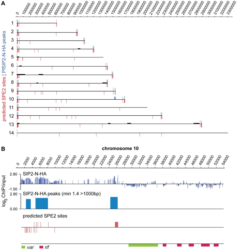 PfSIP2-N binds to SPE2 landmarks in subtelomeric regions of <i>P. falciparum</i> chromosomes <i>in vivo</i>.