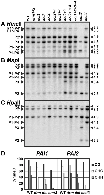 <i>PAI</i> non-CG methylation levels are reduced in <i>dcl</i> mutants.