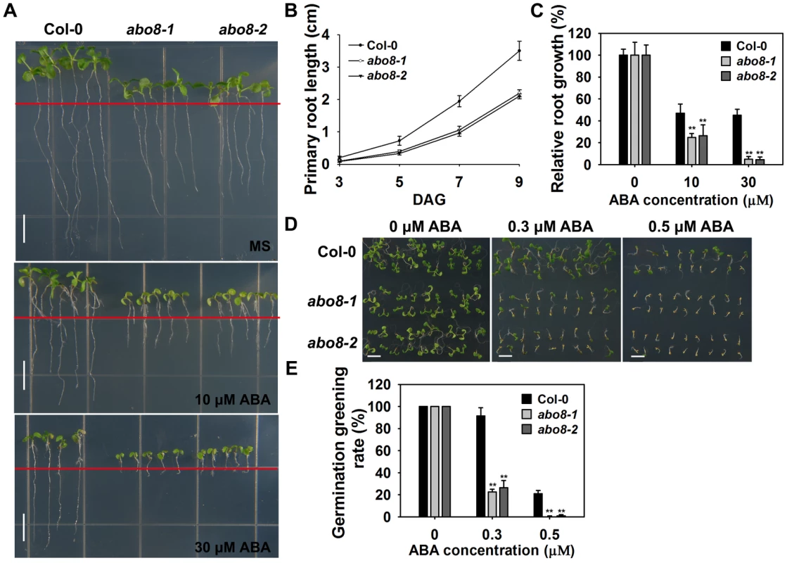 <i>abo8</i> mutants are hypersensitive to ABA in seed germination and root growth.