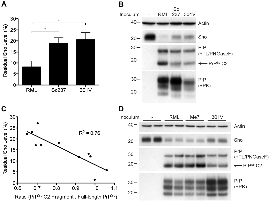 Decreased Sho levels correlate with the amount of PrP<sup>Sc</sup> C2 fragment present in prion-infected animals.