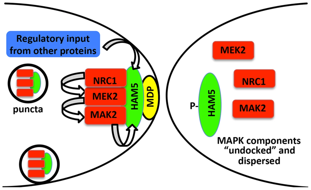 Model for HAM-5-MAK-2/MEK-2/NRC-1 function during chemotropic interactions.