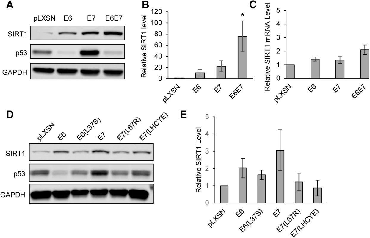 HPV31 E6 and E7 both increase levels of SIRT1 protein in primary keratinocytes.