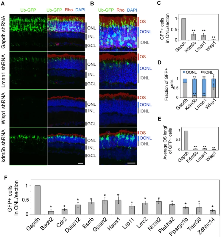 <i>In vivo</i> knockdown of NRL targets by shRNA sub-retinal injection and <i>in vivo</i> electroporation.