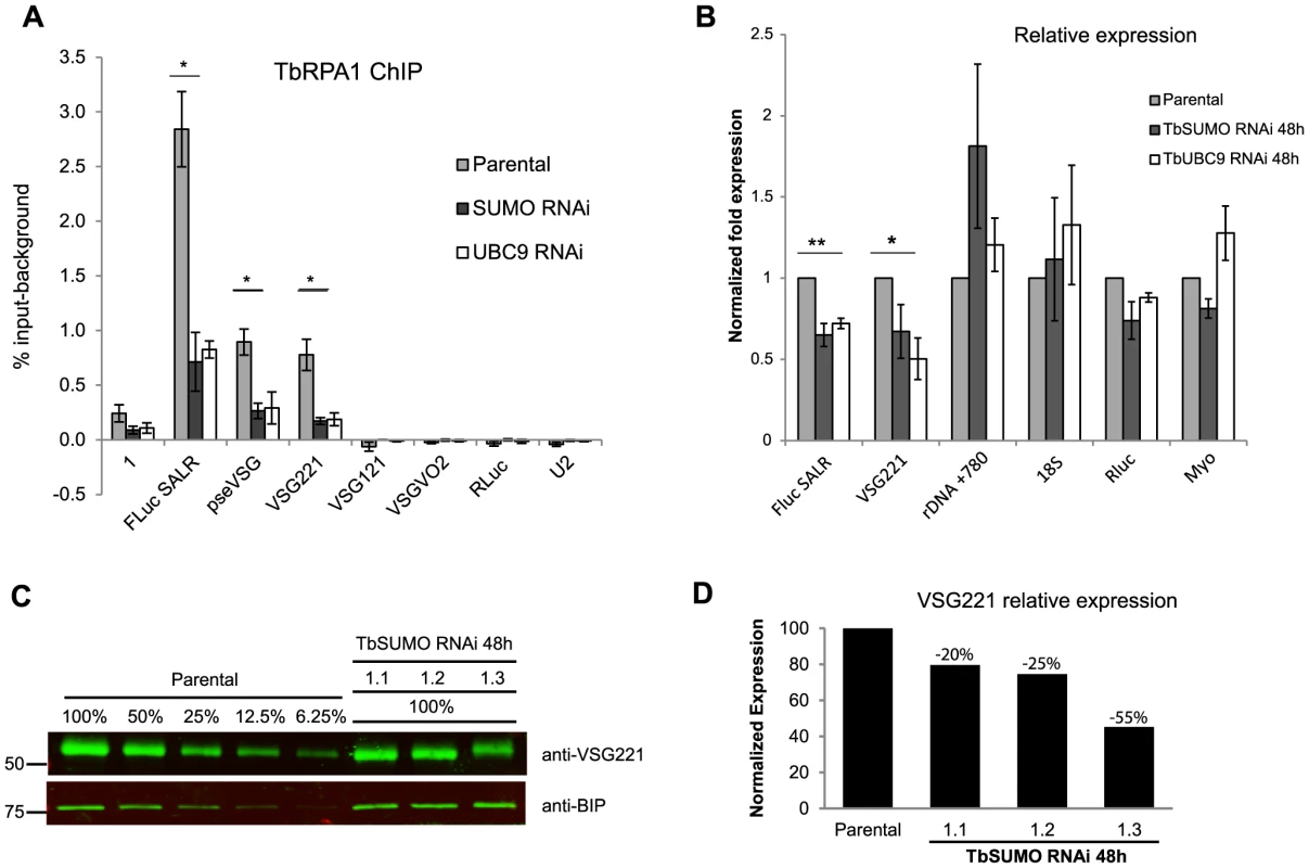 TbSUMO depletion results in reduction of VSG mRNA and protein.
