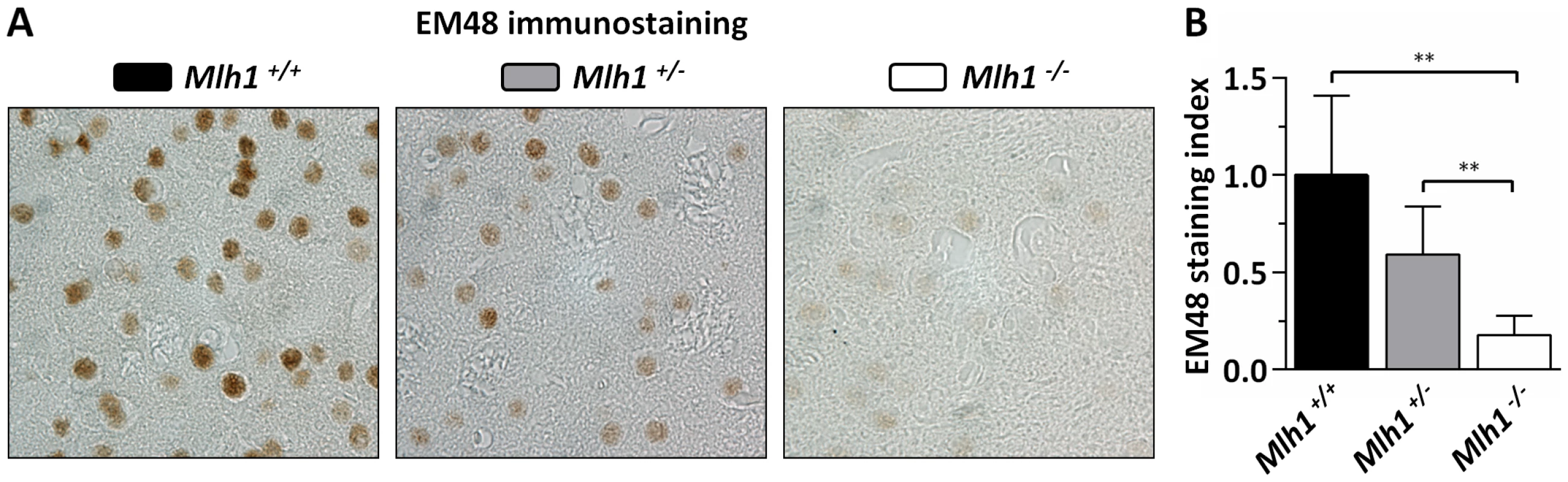 <i>Mlh1</i> is an enhancer of nuclear mutant huntingtin immunostaining in B6.<i>Hdh<sup>Q111/+</sup></i> mice.