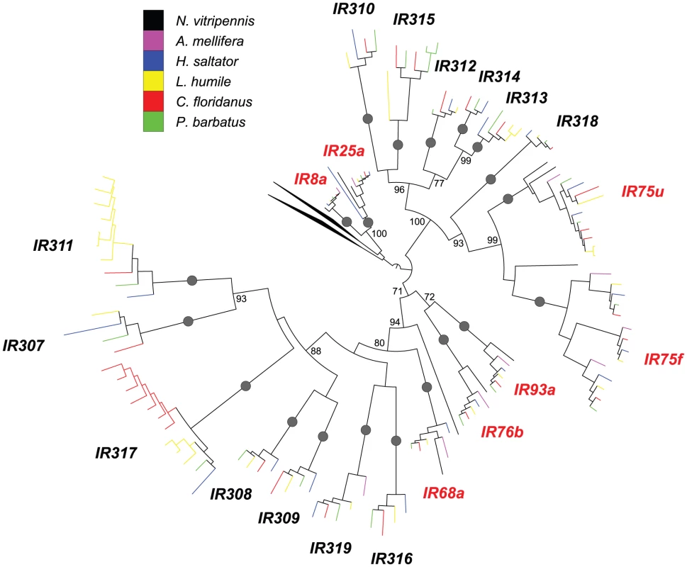 Phylogenetic relationships of Hymenoptera <i>Ir</i> genes.