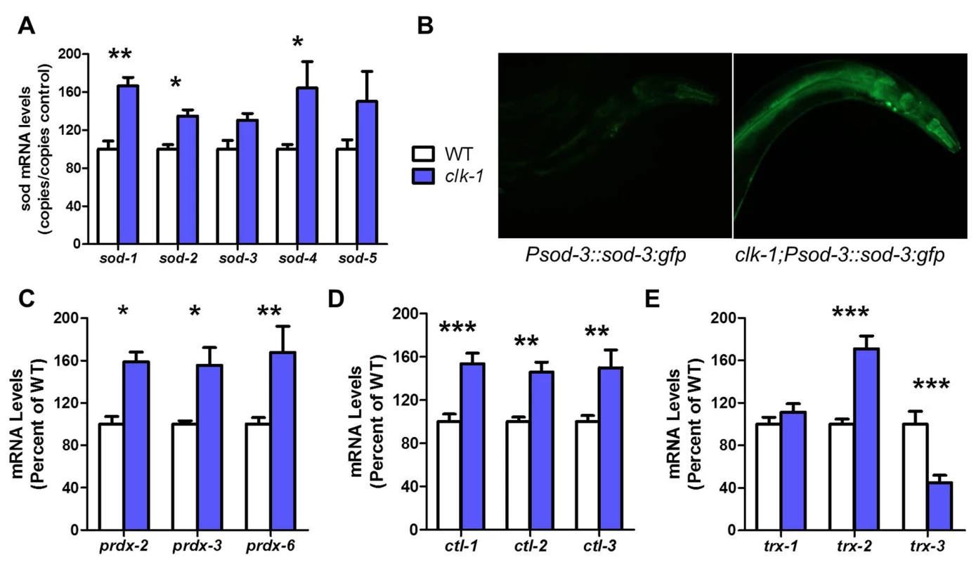 <i>clk-1</i> worms have increased antioxidant defenses.