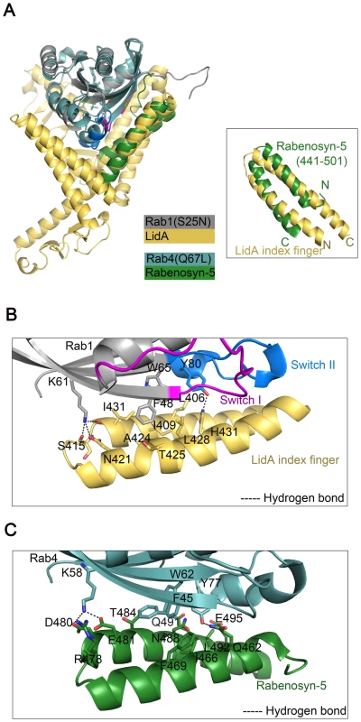 Interaction of Rab1-LidA shares similar features with that of Rab4-Rabenosyn-5.