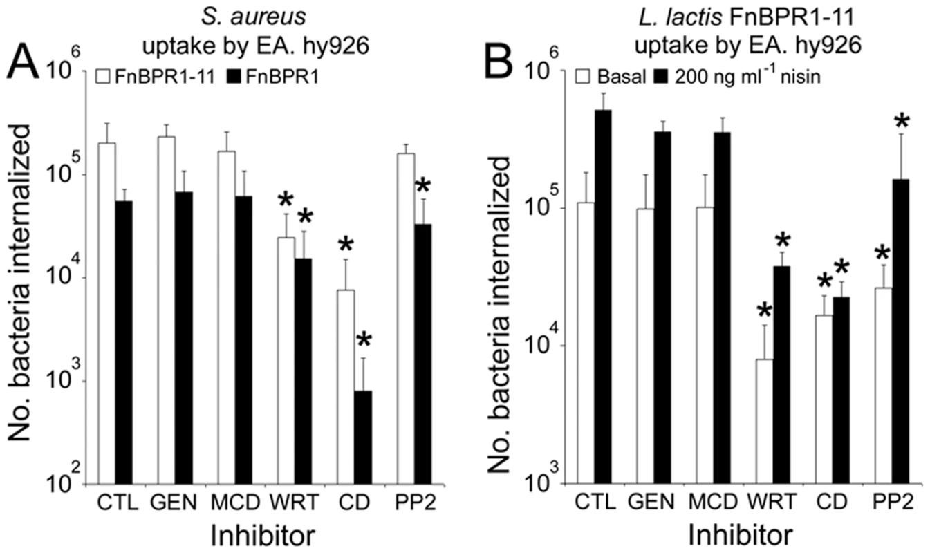The mechanism of bacterial uptake is unaffected by FnBPA composition or expression level.