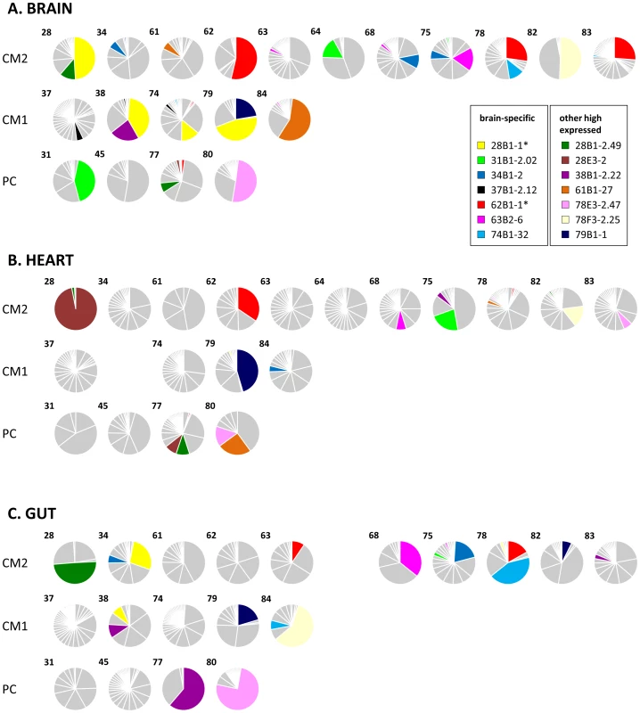 Distribution of individual <i>var</i>/PfEMP1-DBL1α types in the organs of fatal paediatric malaria hosts.