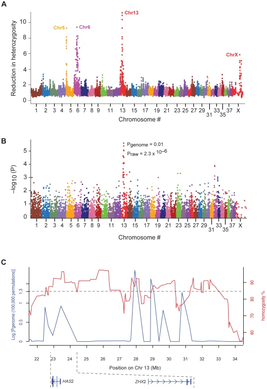 The association with Shar-Pei Fever susceptibility and the strongest selective sweep signal co-localize on chromosome 13.