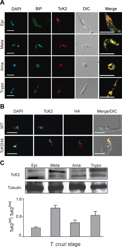 TcK2 is located in the endosomal compartment and is phosphorylated in non-proliferating parasite stages of <i>T. cruzi</i>.